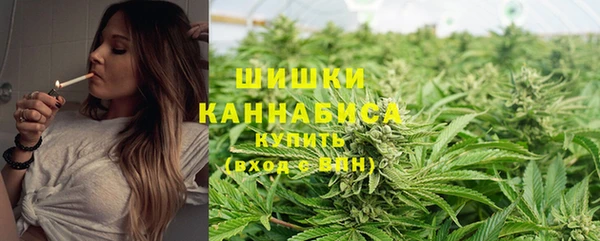 прущие грибы Тайга